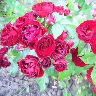 Роза патио и спрей Ред Сенсейшн (Red Sensation)